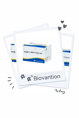 VCAM-1 RUO Elisa Kit Ανθρώπινο αγγειακό ενδοθηλιακό κύτταρο Μοριακό προσκόλλησης 1