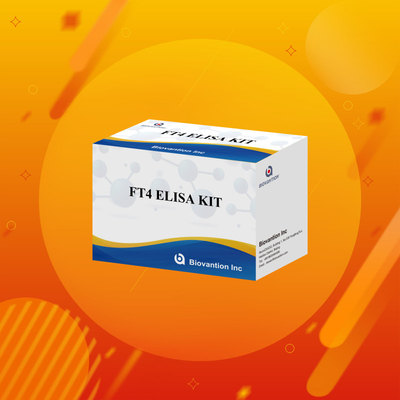FT4 Elisa Kit με 95% ευαισθησία in vitro αντιδραστήρα δοκιμής για ανθρώπινη χρήση