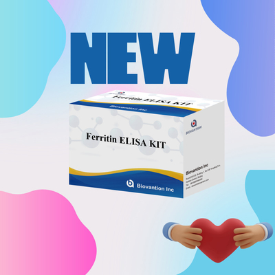 Biovantion Υψηλή ευαισθησία Ferritin Elisa Test Kit Ποσοτική ανίχνευση για κλινική διάγνωση και έρευνα Χρησιμοποιήστε ανθρώπινα δείγματα πλάσματος ορού