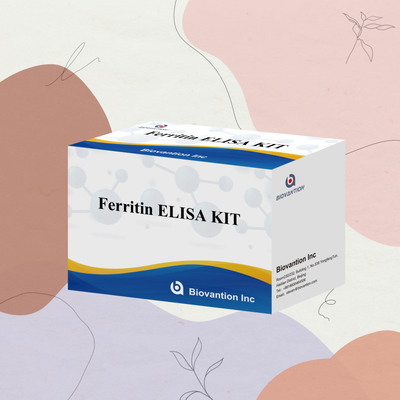 Biovantion Υψηλή ευαισθησία Ferritin Elisa Test Kit Ποσοτική ανίχνευση για κλινική διάγνωση και έρευνα Χρησιμοποιήστε ανθρώπινα δείγματα πλάσματος ορού