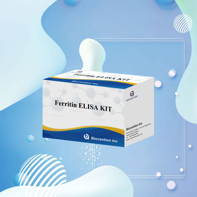 Biovantion Υψηλή ευαισθησία Ferritin Elisa Test Kit Ποσοτική ανίχνευση για κλινική διάγνωση και έρευνα Χρησιμοποιήστε ανθρώπινα δείγματα πλάσματος ορού