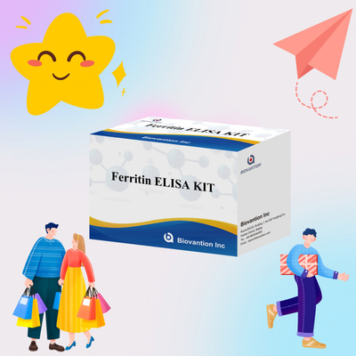 Biovantion Υψηλή ευαισθησία Ferritin Elisa Test Kit Ποσοτική ανίχνευση για κλινική διάγνωση και έρευνα Χρησιμοποιήστε ανθρώπινα δείγματα πλάσματος ορού