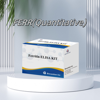 Biovantion Υψηλή ευαισθησία Ferritin Elisa Test Kit Ποσοτική ανίχνευση για κλινική διάγνωση και έρευνα Χρησιμοποιήστε ανθρώπινα δείγματα πλάσματος ορού